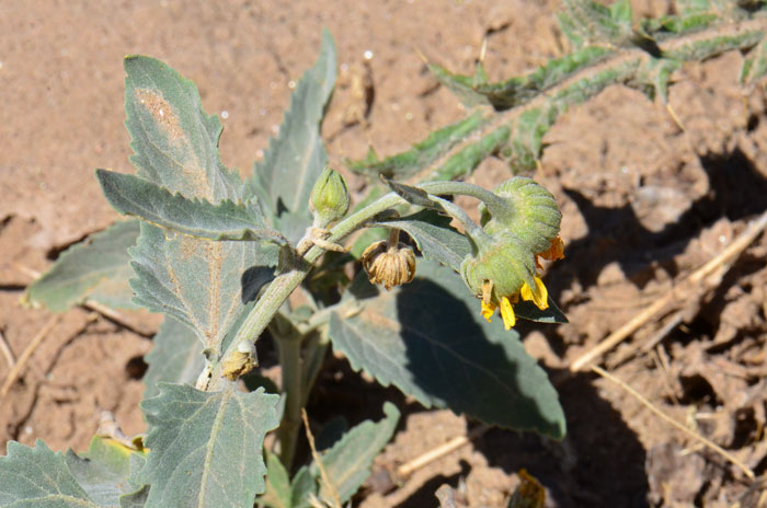 Hairy Desertsunflower has gray-green leaves with tooth-like margins. This species blooms from January to June in Arizona and from February to May and again from October to November in California. Geraea canescens